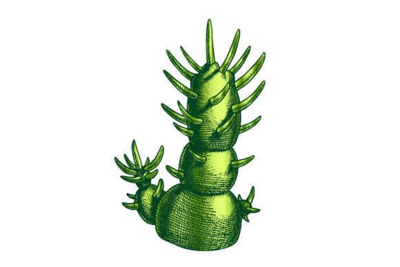 Color Decorative Houseplant Cactus Hand